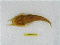 藏品(平面黃魴鮄)的圖片